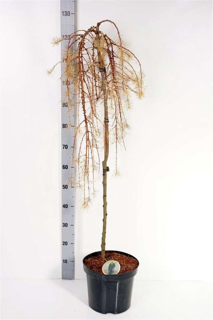 Maumedis japoninis (Lot Larix kaempf.) 'Stiff Weeper' C7,5/P26 KOTAS 90 CM | MAUMEDŽIAI | SPYGLIUOČIAI