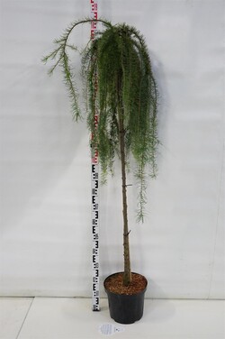 Maumedis japoninis (Lot Larix kaempf.) 'Stiff Weeper' C10 STIEBAS 150 CM