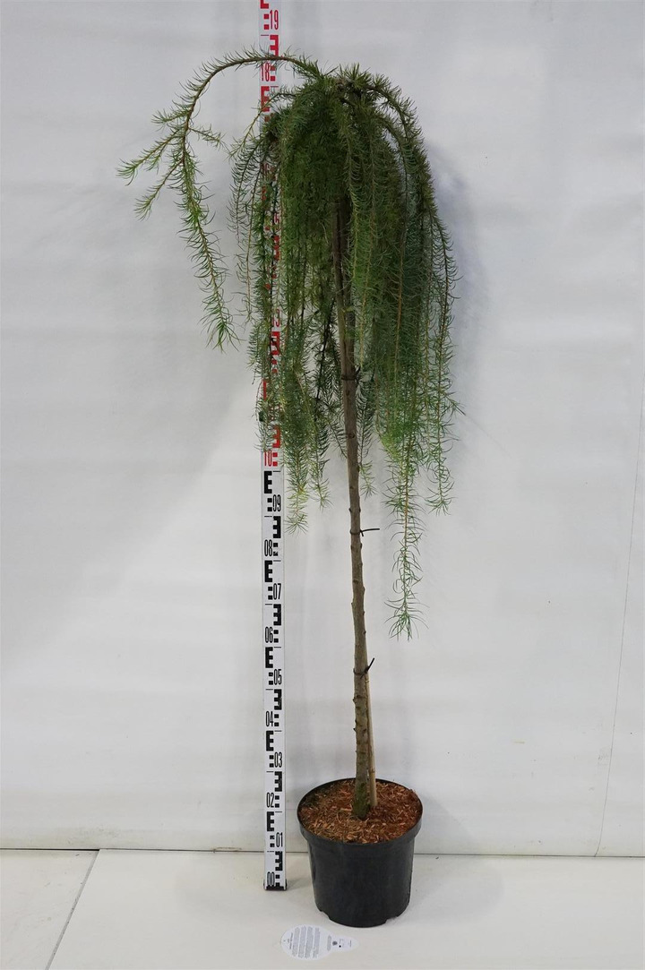 Maumedis japoninis (Lot Larix kaempf.) 'Stiff Weeper' C10 STIEBAS 150 CM