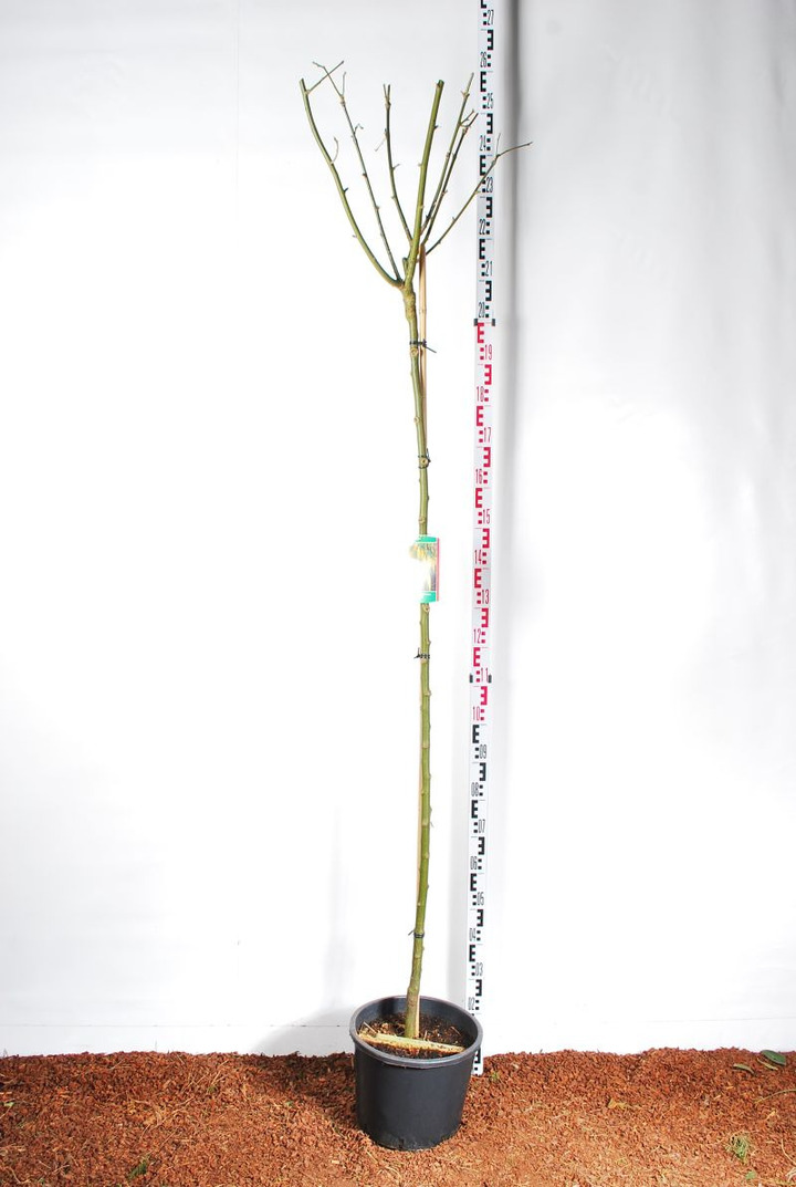 Pupmedis vatererio (Lot Laburnum wat.) 'Vossii' C15 STIEBAS 180 CM KAMIENO APIMTIS 6-8 CM | PUPMEDŽIAI | KRŪMAI