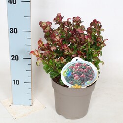 Leukotoja pažastinė (Lot Leucothoe axil.) 'Curly Red' C2/P17