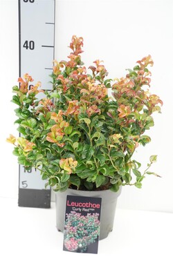 Leukotoja pažastinė (Lot Leucothoe axil.) 'Curly Red' C2/P17 20-25 CM - nuotrauka 1