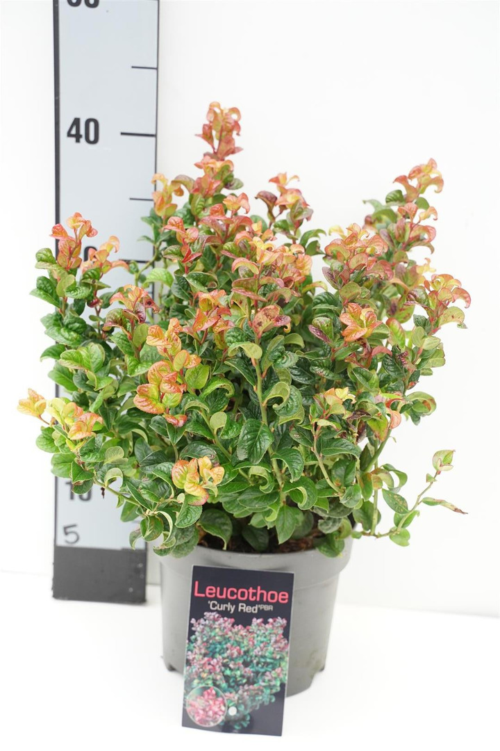 Leukotoja pažastinė (Lot Leucothoe axil.) 'Curly Red' C2/P17 20-25 CM | LEUKOTOJOS | KRŪMAI