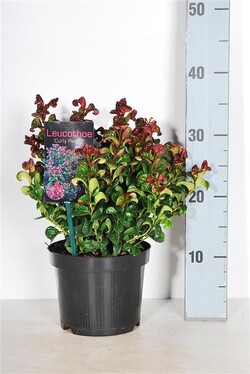 Leukotoja pažastinė (Lot Leucothoe axil.) 'Curly Red' C2/P17 20-25 CM - nuotrauka 2