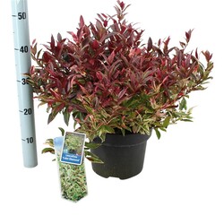 Leukotoja (Lot Leucothoe) 'Color Diamond' C5/P23 30-35 CM