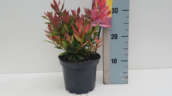 Leukotoja f. (Lot Leucothoe f.) 'Little Flames' C2/P17 25-30 CM | LEUKOTOJOS | KRŪMAI