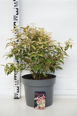 Leukotoja svyrančioji (Lot Leucothoe f.) 'Makijaz' C7,5/P26 30-40 CM