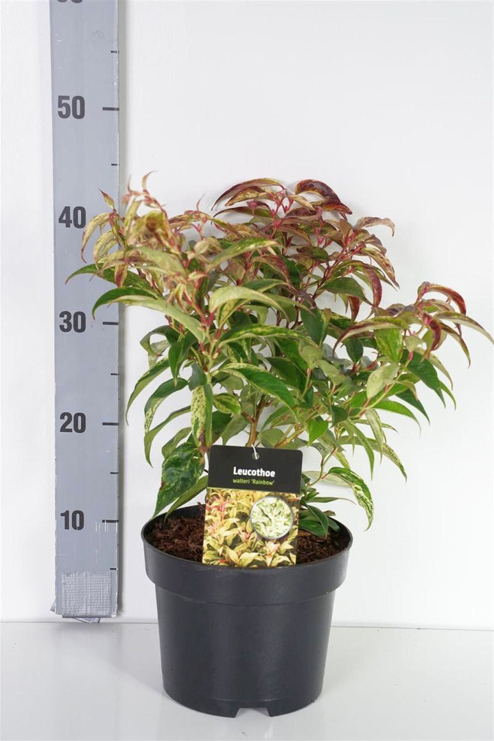 Leukotoja f. (Lot Leucothoe f.) 'Rainbow' C3/P19 30-40 CM | LEUKOTOJOS | KRŪMAI