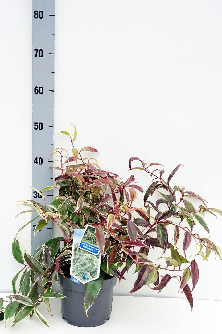 Leukotoja svyrančioji (Lot Leucothoe f.) 'Whitewater' C2/P17 25-30 CM
