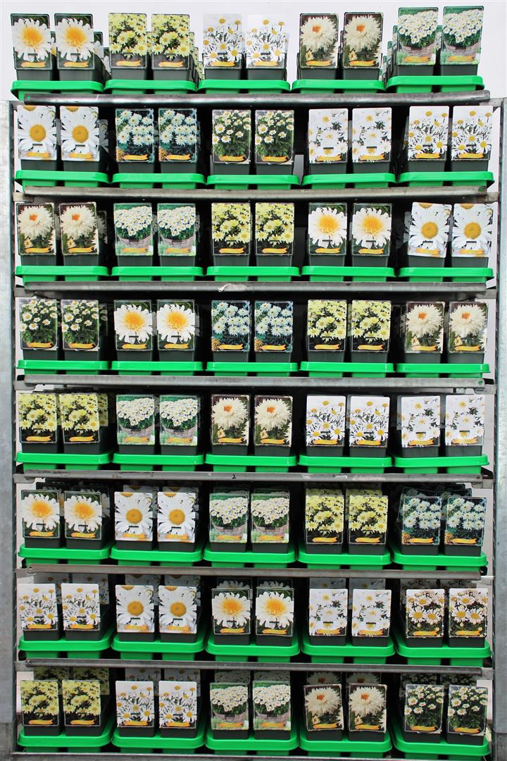 Baltagalvė MIX (Lot Leucanthemum in)  P11