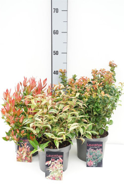 Leukotoja MIX (Lot Leucothoe in)  3x10 'Zeblid' , 'Little Flames' & 'Rainbow'  C2/P17 20-25 CM - nuotrauka 1