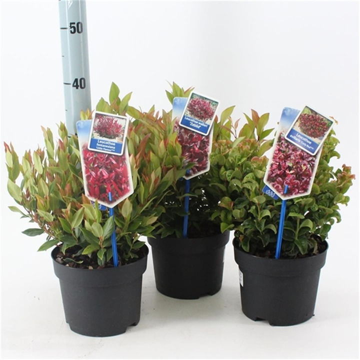 Leukotoja MIX (Lot Leucothoe in)  C2/P17 25-30 CM