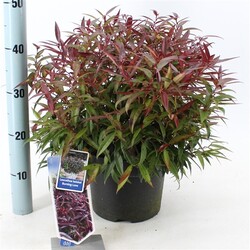 Leukotoja MIX (Lot Leucothoe in)  3x4 'Burning Love', 'Curly Red', 'Color Diamond' C5/P23 30-35 CM