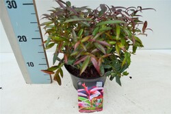 Leukotoja svyrančioji (Lot Leucothoe keiskei) 'Burning Love' C2/P17 25-30 CM | LEUKOTOJOS | KRŪMAI