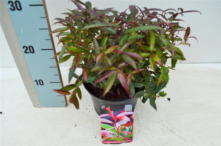 Leukotoja svyrančioji (Lot Leucothoe keiskei) 'Burning Love' C2/P17 25-30 CM | LEUKOTOJOS | KRŪMAI