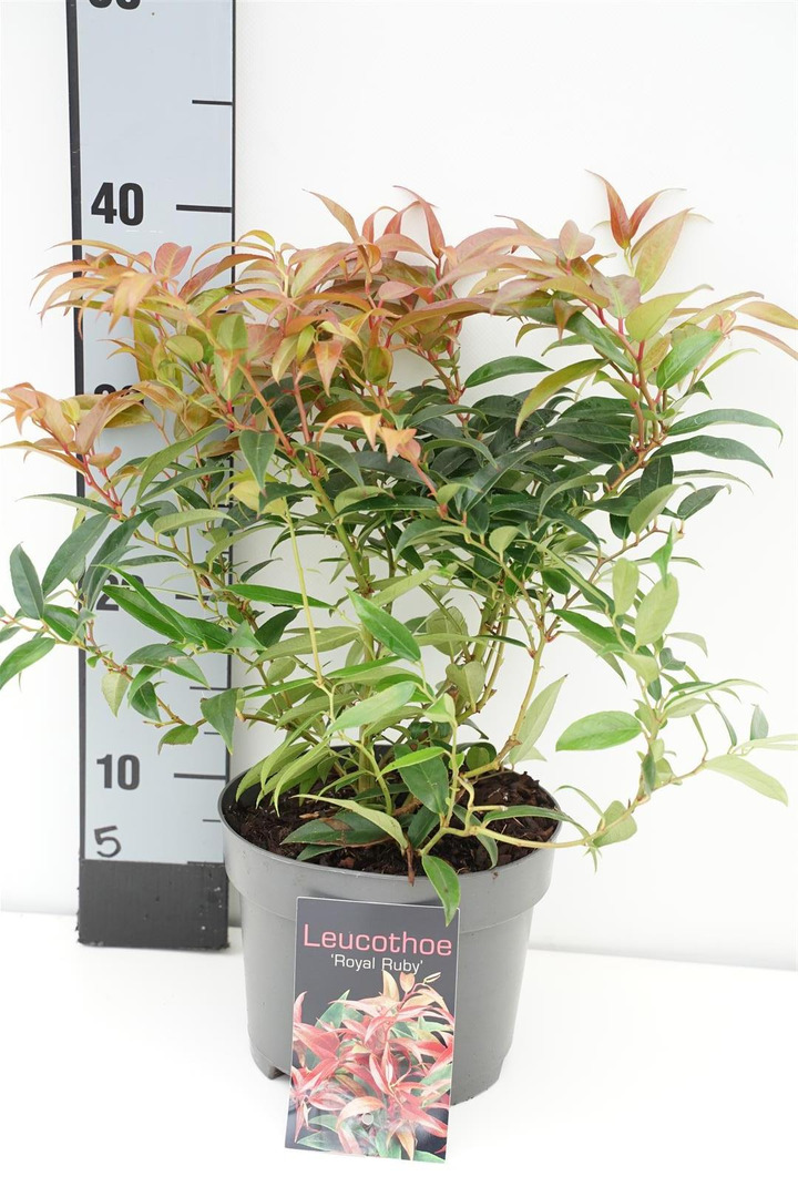 Leukotoja svyrančioji (Lot Leucothoe keiskei) 'Royal Ruby' C2/P17 20-25 CM | LEUKOTOJOS | KRŪMAI
