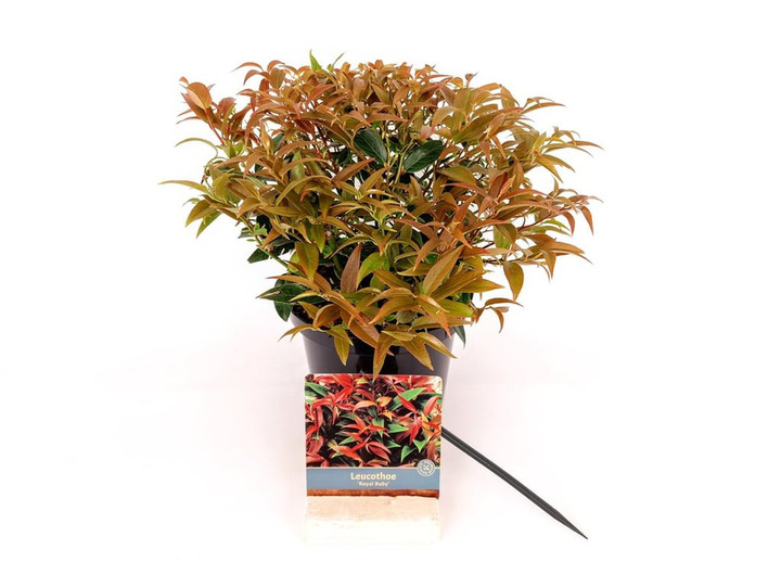 Leukotoja svyrančioji (Lot Leucothoe keiskei) 'Royal Ruby' C2/P17 20-30 CM | LEUKOTOJOS | KRŪMAI