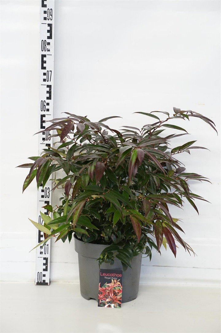 Leukotoja svyrančioji (Lot Leucothoe keiskei) 'Royal Ruby' C7,5/P26 30-40 CM