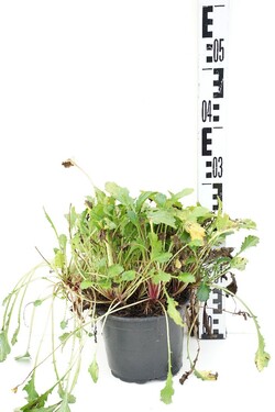Baltagalvė vulg. (Lot Leucanthemum vulg.) 'Maikonigin' C2/P17 | BALTAGALVĖS | DAUGIAMETĖS GĖLĖS