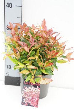 Leukotoja (Lot Leucothoe) 'Zeblid' C2/P17 20-25 CM | LEUKOTOJOS | KRŪMAI
