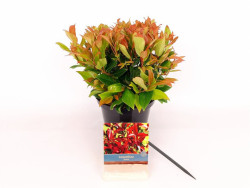 Leukotoja (Lot Leucothoe) 'Zeblid' C2/P17 20-30 CM
