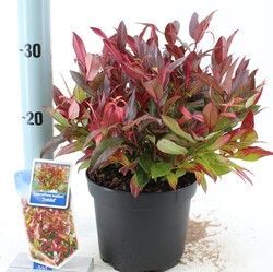 Leukotoja (Lot Leucothoe) 'Zeblid' C2/P17 25-30 CM | LEUKOTOJOS | KRŪMAI