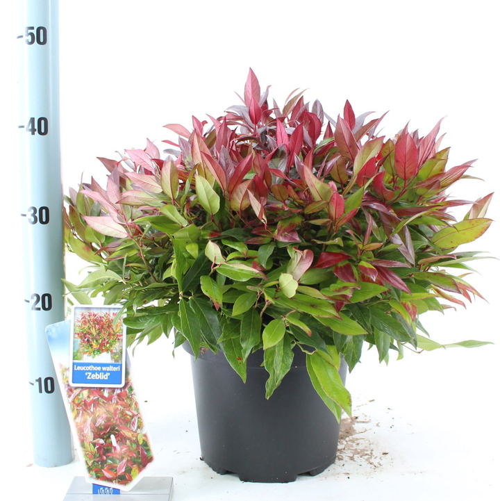 Leukotoja (Lot Leucothoe) 'Zeblid' C5/P23 35-40 CM | LEUKOTOJOS | KRŪMAI