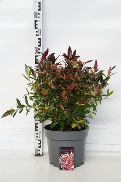 Leukotoja (Lot Leucothoe) 'Zeblid' C7,5/P26 30-40 CM