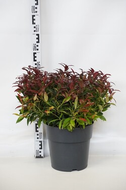 Leukotoja (Lot Leucothoe) 'Zeblid' C10 30-40 CM