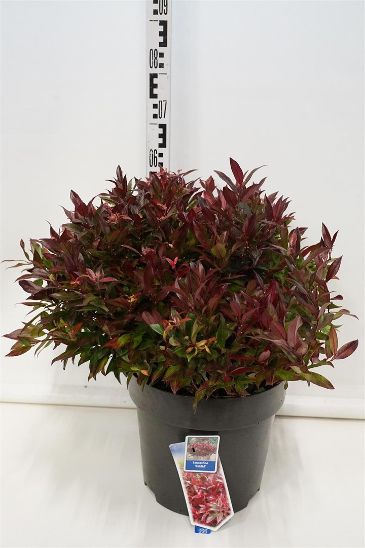 Leukotoja (Lot Leucothoe) 'Zeblid' C15 40-50 CM