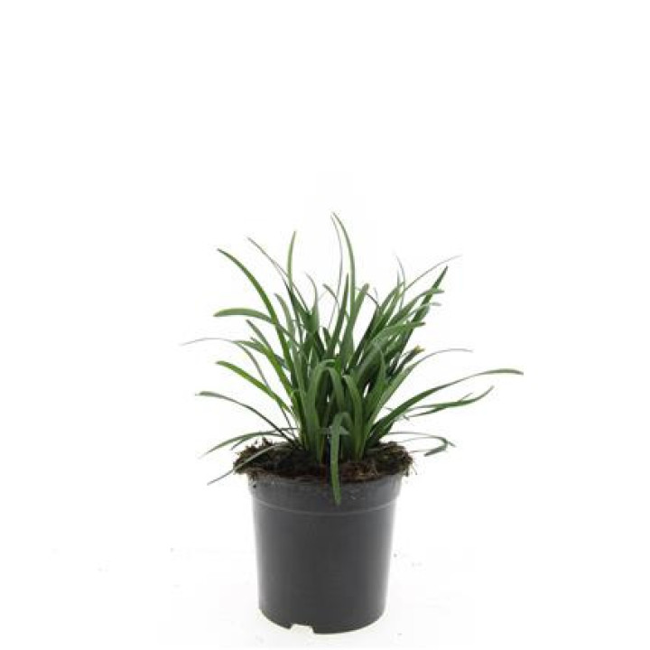Žydrinė Laibūnė (Lot Liriope musc.) 'Big Blue' C1,5/P15