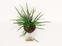 Žydrinė Laibūnė (Lot Liriope musc.) 'Moneymaker' C1,5/P15 15-20 CM