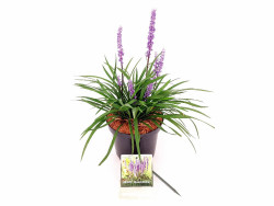 Žydrinė Laibūnė (Lot Liriope musc.) 'Moneymaker' C3/P19 20-30 CM