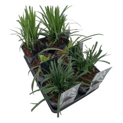 Laibūnė MIX (Lot Liriope in)  C2/P17 - nuotrauka 1