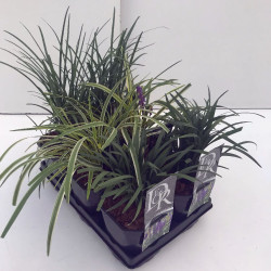 Laibūnė MIX (Lot Liriope in)  C2/P17 - nuotrauka 2