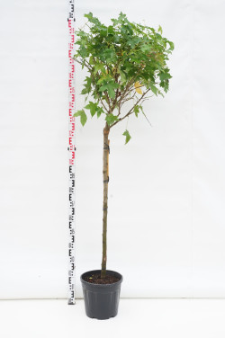Dervamedis tikrasis (Lot Liquidambar st.) 'Gum Ball' C10 KOTAS 120 CM | DERVAMEDŽIAI | MEDŽIAI