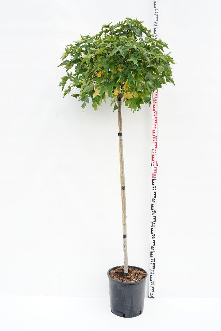 Dervamedis tikrasis (Lot Liquidambar st.) 'Gum Ball' C18 KOTAS 140 CM | DERVAMEDŽIAI | MEDŽIAI