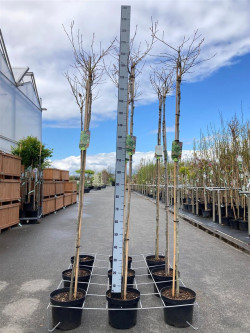 Dervamedis tikrasis (Lot Liquidambar st.) 'Gum Ball' C10 STIEBAS 80 CM - nuotrauka 1