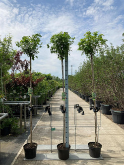 Dervamedis tikrasis (Lot Liquidambar st.) 'Gum Ball' C10 STIEBAS 80 CM - nuotrauka 2