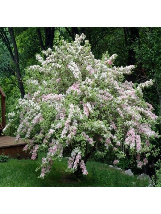 Veigelė Gražiažiedė (Lot. Weigela) NANA VAREGATA-VEIGĖLĖS-KRŪMAI