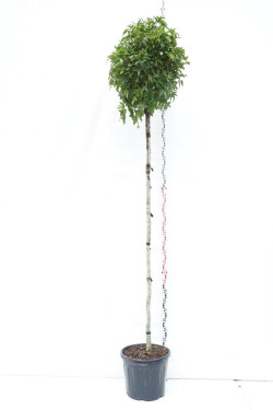 Dervamedis tikrasis (Lot Liquidambar st.) 'Gum Ball' C55 STIEBAS 200 CM KAMIENO APIMTIS 12-14 CM