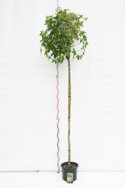 Dervamedis tikrasis (Lot Liquidambar st.) 'Gum Ball' C25 KOTAS 220 CM KOTO APIMTIS 10-12 CM | DERVAMEDŽIAI | MEDŽIAI
