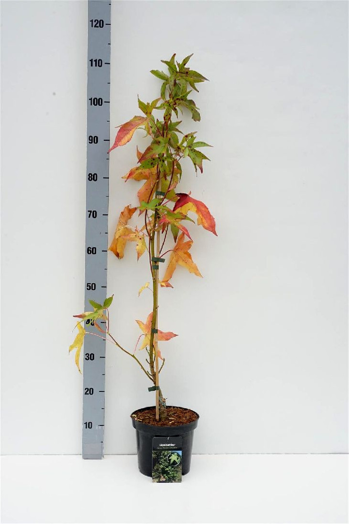 Dervamedis tikrasis (Lot Liquidambar st.)  C3/P19 60-80 CM