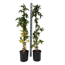 Dervamedis tikrasis (Lot Liquidambar st.)  C10 125-150 CM