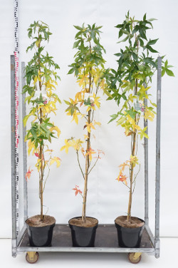 Dervamedis tikrasis (Lot Liquidambar st.) C10 175-200 CM | DERVAMEDŽIAI | MEDŽIAI
