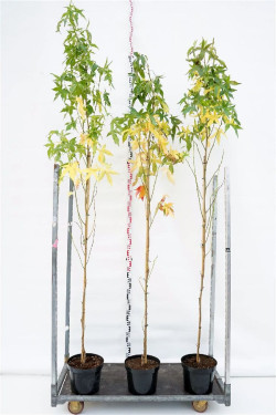 Dervamedis tikrasis (Lot Liquidambar st.) C10 200-225 CM | DERVAMEDŽIAI | MEDŽIAI