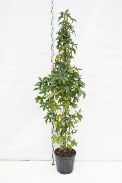 Dervamedis tikrasis (Lot Liquidambar st.)  C25 200/+ CM