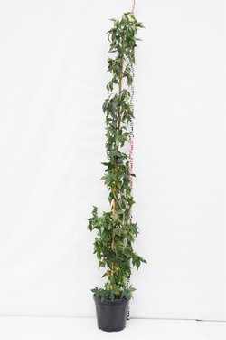 Dervamedis tikrasis (Lot Liquidambar st.)  C30 200-250 CM
