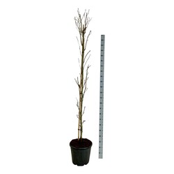 Dervamedis tikrasis (Lot Liquidambar st.)  C30 225-250CM EXTRA