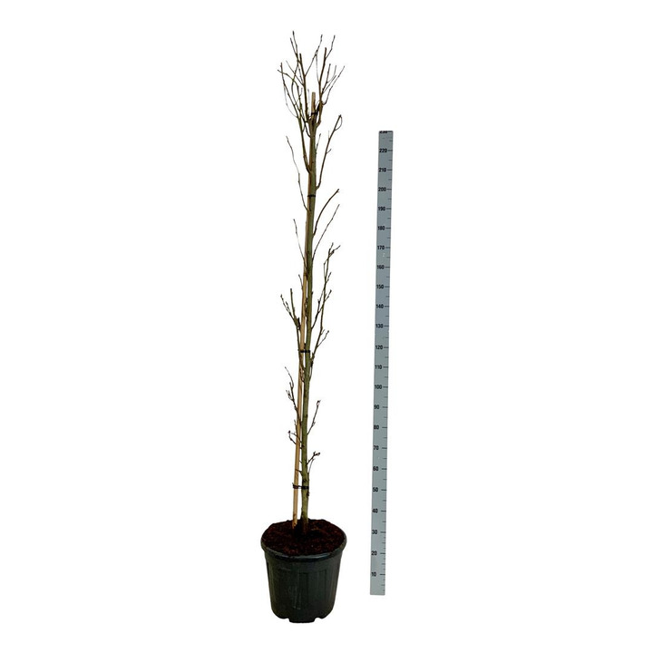 Dervamedis tikrasis (Lot Liquidambar st.)  C30 225-250CM EXTRA